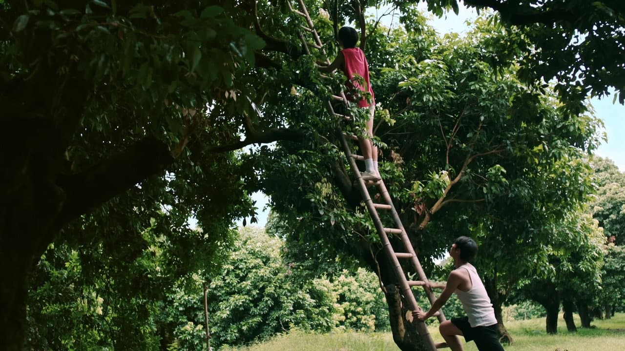 Secrets Happened on the Litchi Island