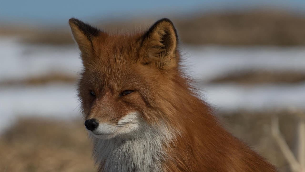 Russia's Wild Sea